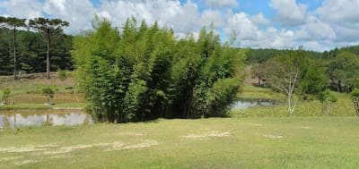 Pesque e Pague Velho Pai - Foto 3