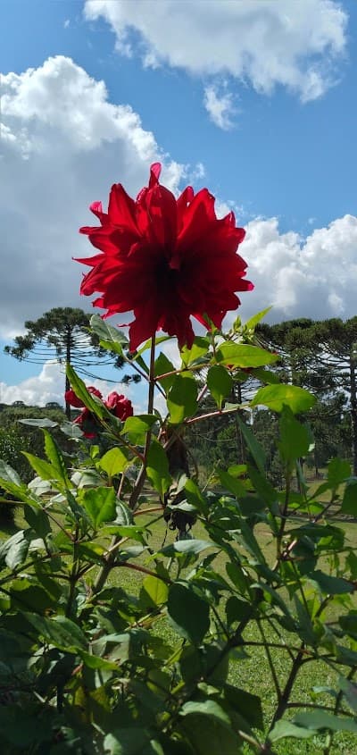 Pesque e Pague Velho Pai - Foto 9