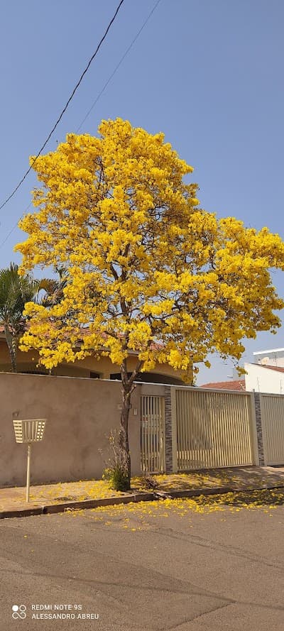 Sr.Batata - Foto 7