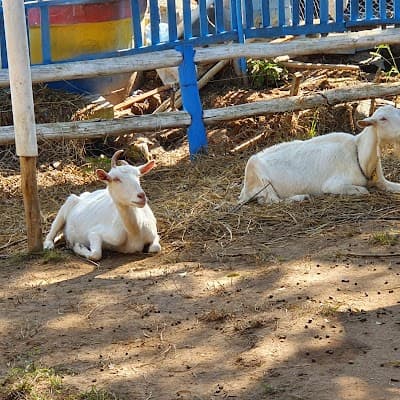 Fazendinha Velho Jou - Foto 4