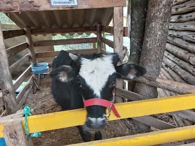 Fazendinha Velho Jou - Foto 6