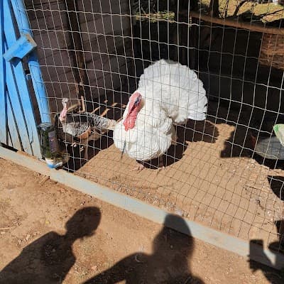 Fazendinha Velho Jou - Foto 7
