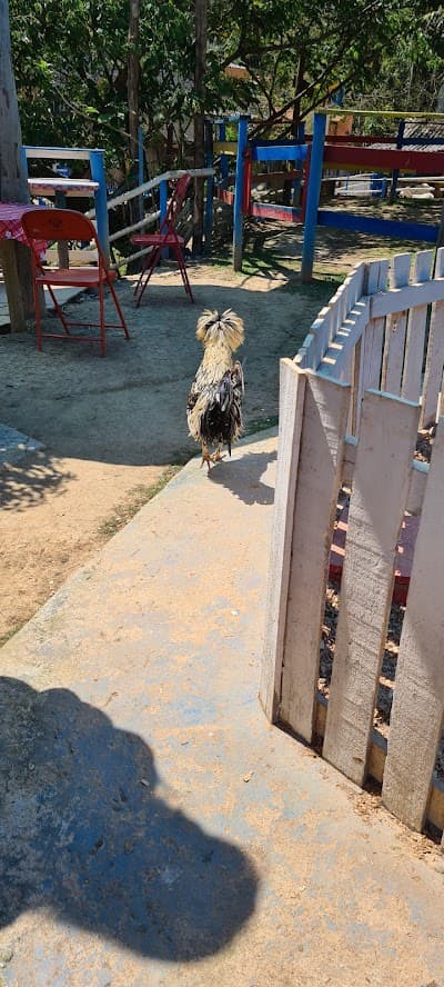 Fazendinha Velho Jou - Foto 9