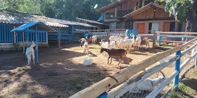 Fazendinha Velho Jou - Foto 10
