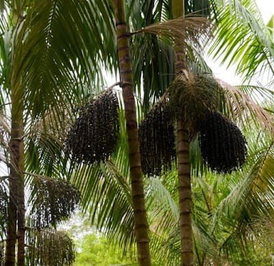 Polpa do Açaí - Foto 8