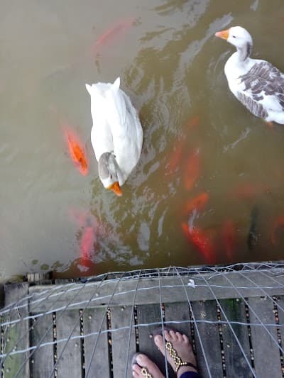 Pesque Pague Beira Rio São Ludgero - Foto 7