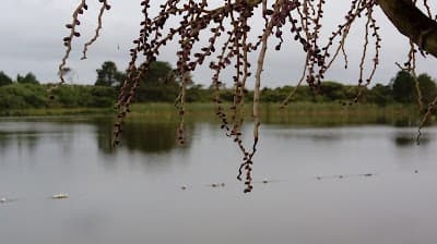 Cantinho do Peixe - Foto 5