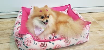 Nosso Pet - Foto 3