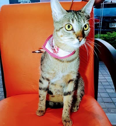 Nosso Pet - Foto 4
