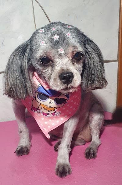 Nosso Pet - Foto 7