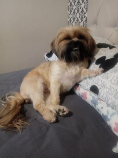 Nosso Pet - Foto 9