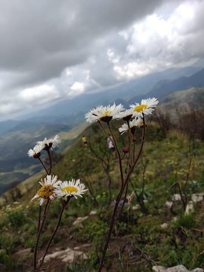 Pico Santo - Foto 5