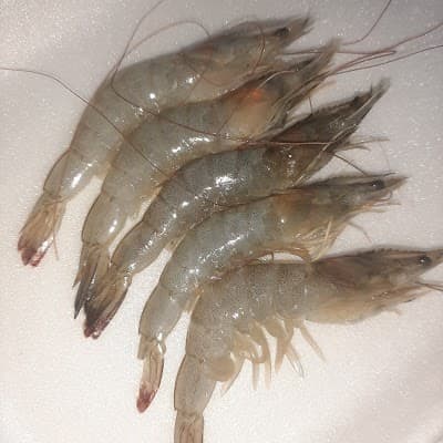 Fish Mania Pescados - PEIXARIA ONLINE - Foto 7