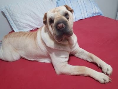 Paraná Pet Shop - Foto 2