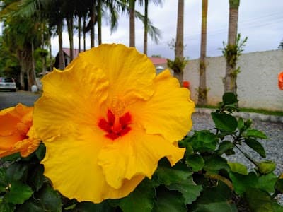 Rosa Lanches - Foto 5