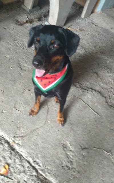 Nina's Pet - Foto 2