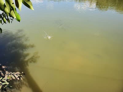 Lago Verde - Foto 6