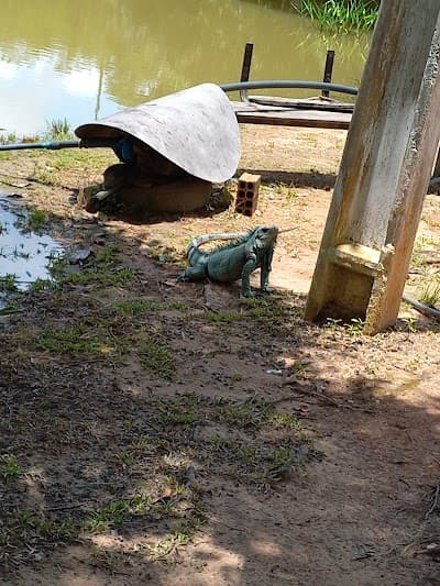 Lago Verde - Foto 7