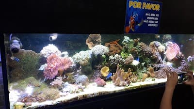Pastel da Neni - Foto 6