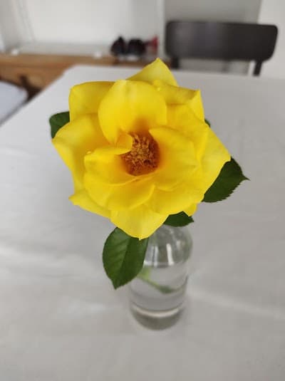 Mãejerona - Foto 10