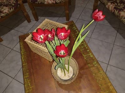 Pescobras - Foto 7