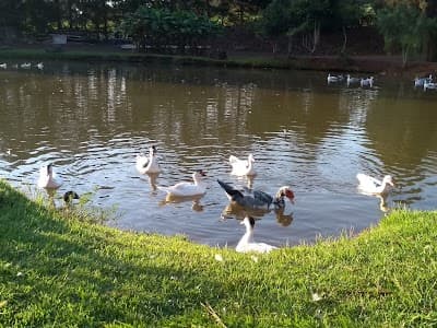 Balneário Água Azul - Foto 5