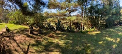 Tio Ruja - Foto 3