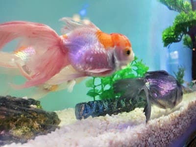 Baianos a Bordo - Foto 3