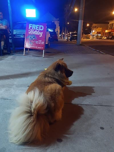 Fred Hotdog - Foto 4