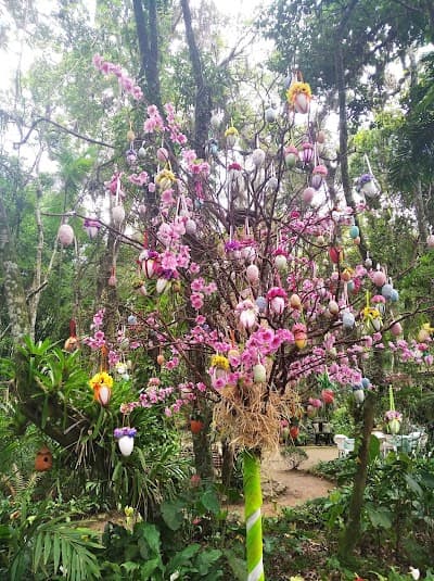 Ilha das Bromélias - Foto 7