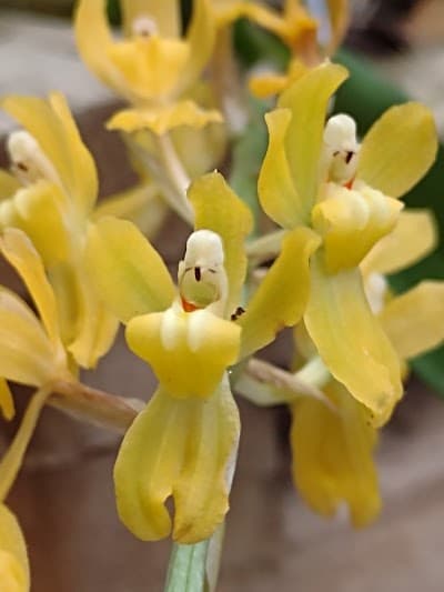 Lanchonete Novo Tempo - Foto 3