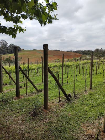 Estância do Vino - Foto 4